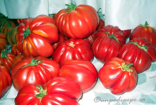 Pomodori from the garden