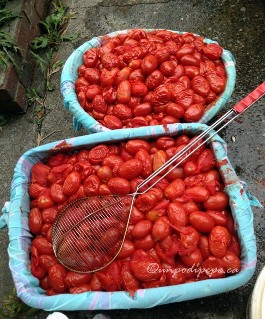 Cooked pomodori drained in baskets lined with cloth