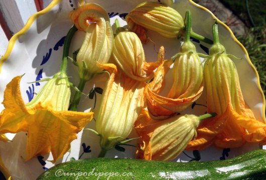 Fioridizucca