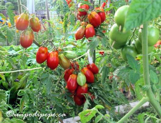 pomodori2015a