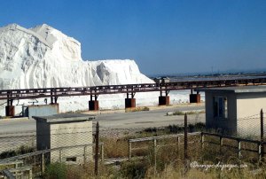 Margheritadisavoia2014b