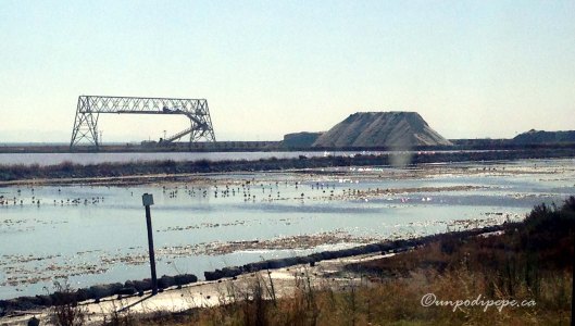 Margheritadisavoia2015