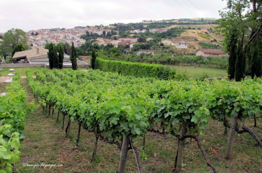 Il Vigneto del Paradiso, Orsara di Puglia