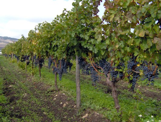 Vigneto Tuccanese. Photo Leonardo Guidacci