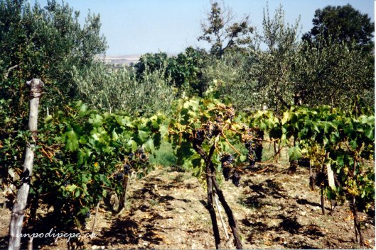 Vigneto, La Cupa 1994