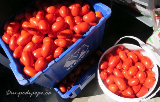 Pomodori ready to be washed