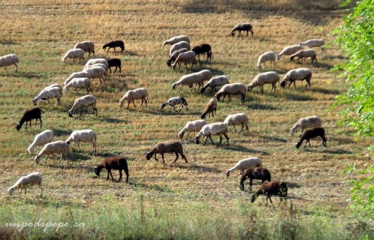 view-from-hotel-certosa