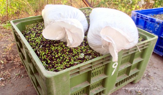 La raccolta delle olive www.unpodipepe.ca