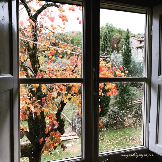 Cachi Casa Berti Lucca