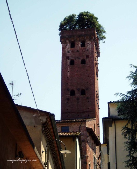 Torre Guinigi, Lucca