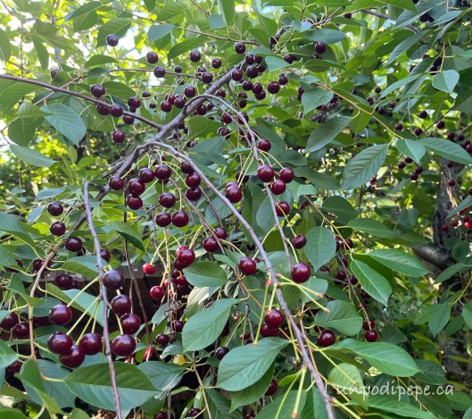 Amarena cherries on the tree