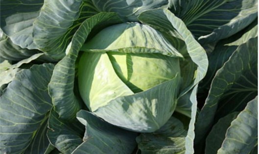 Cabbage